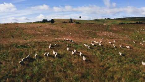 Rebaño-De-Ovejas-Caminando-Por-Idílicas-Colinas-En-El-Campo-De-Nueva-Zelanda