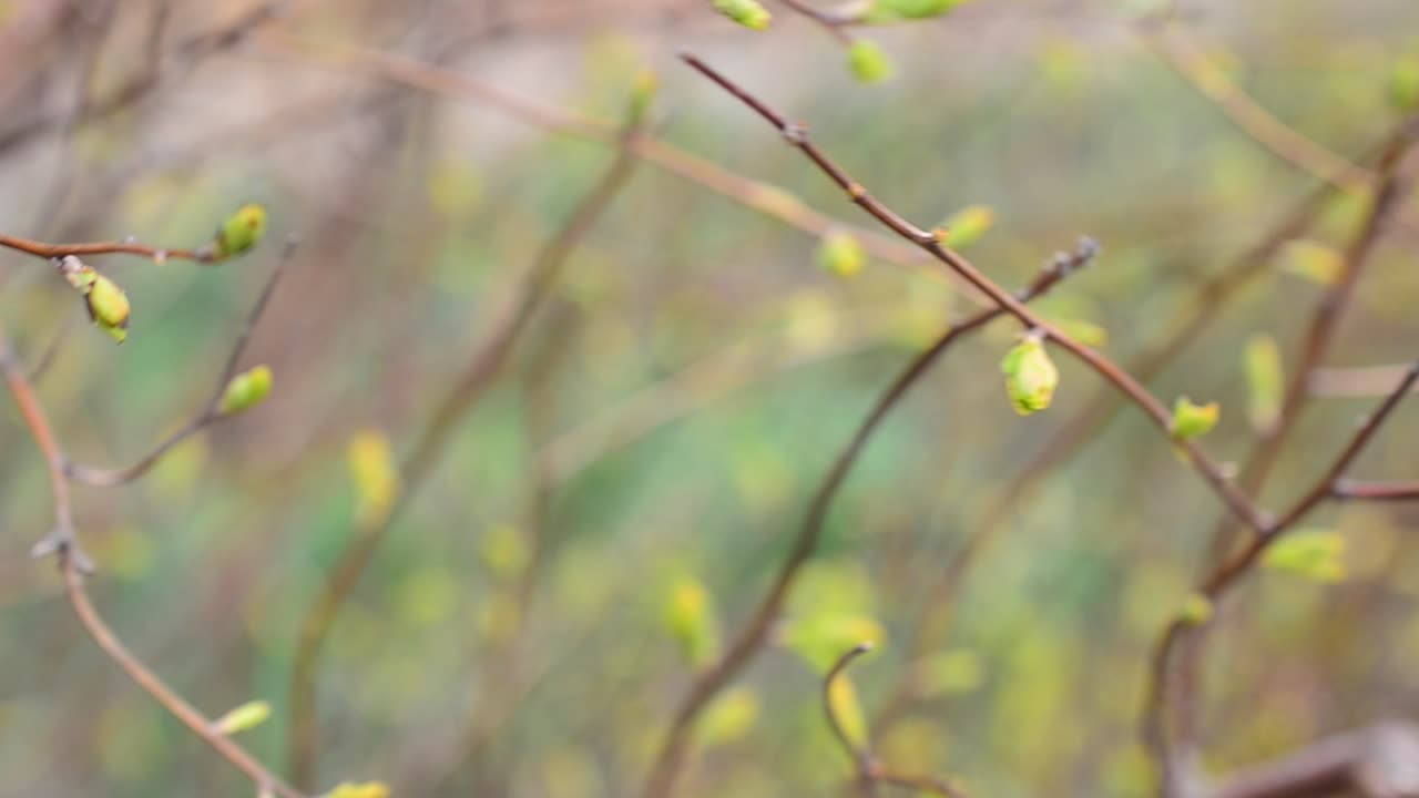Foliage against light. Spring leaves on a tree