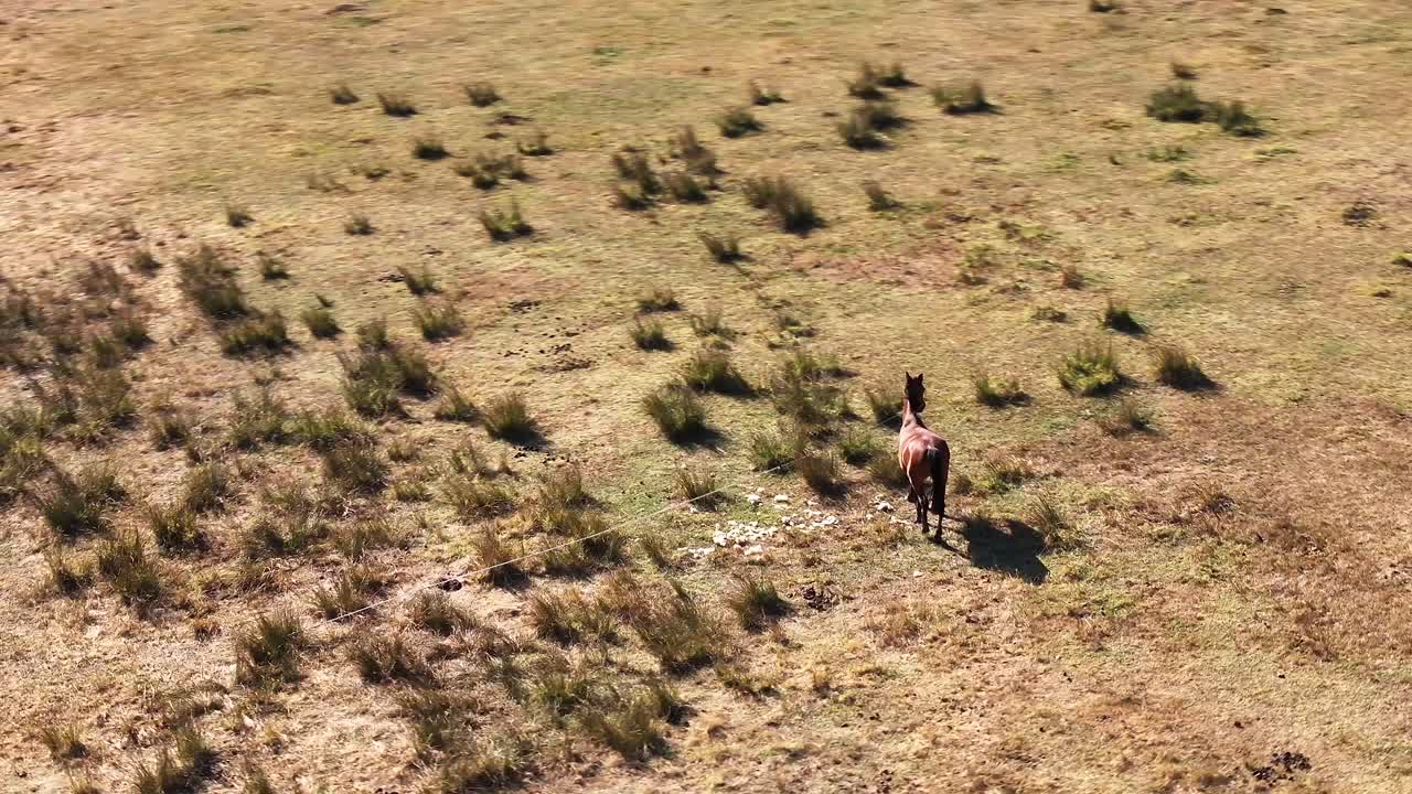 el caballo está vagando en cámara lenta