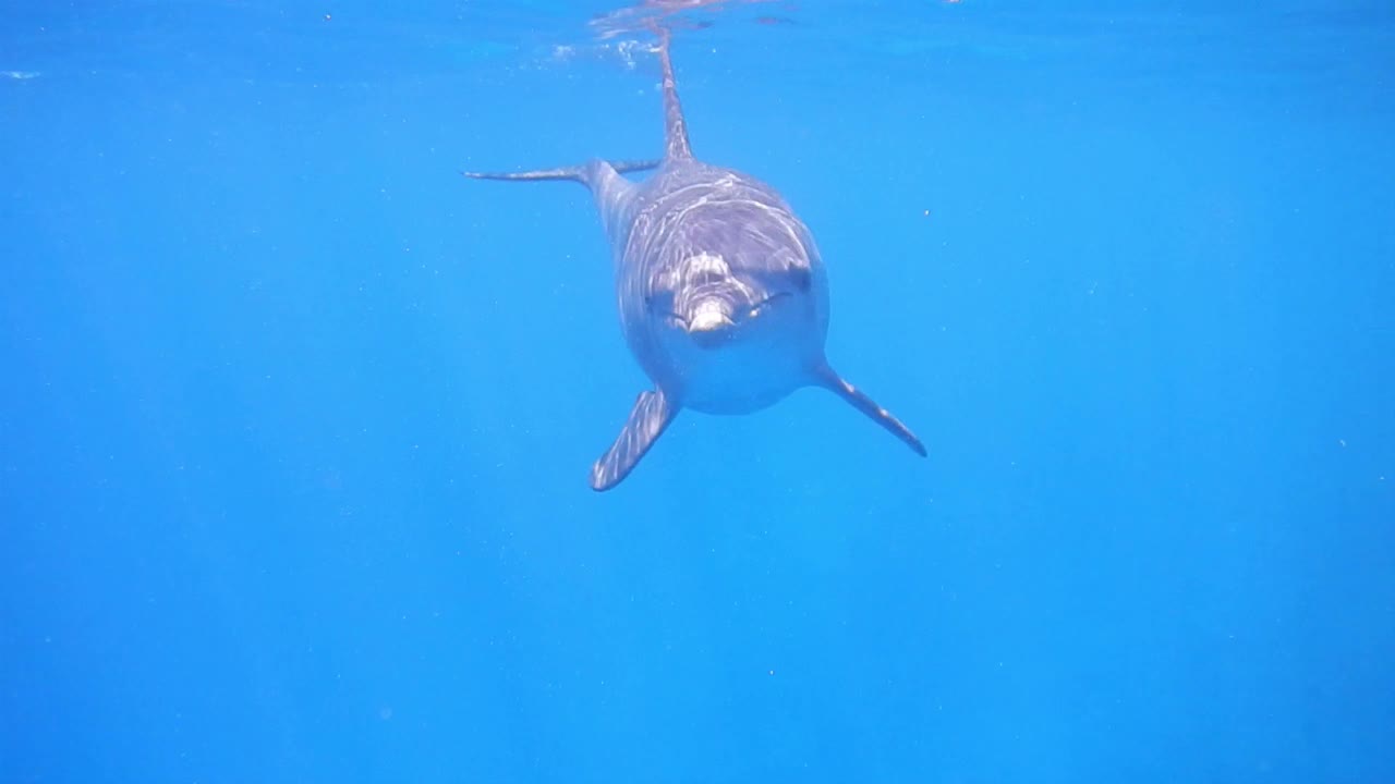 Wild bottlenose dolphin swimming up to scuba divers camera underwater in the Red Sea Egypt