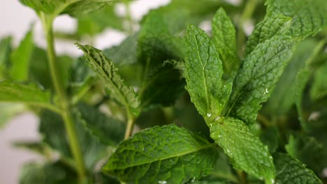 shadows on mint leaves. time-lapse and zoom in