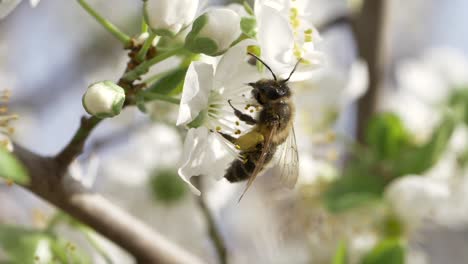 A-bee-on-stunning-white-and-green-flowers,-legs-laden-with-pollen