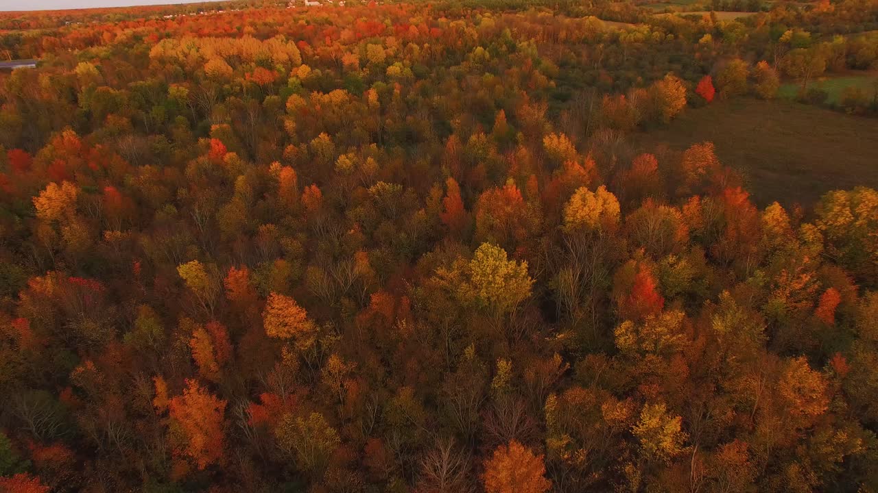 Sunset aerial view of amazing fall foliage flying over colorful hardwoods full of autumn colors