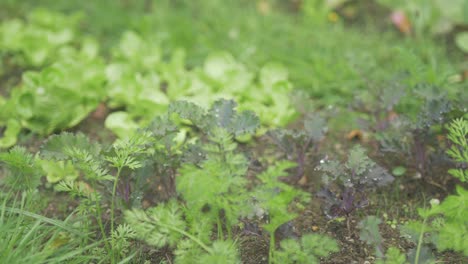 Garden-row-growing-carrots,-purple-kale-and-lush-green-lettuce