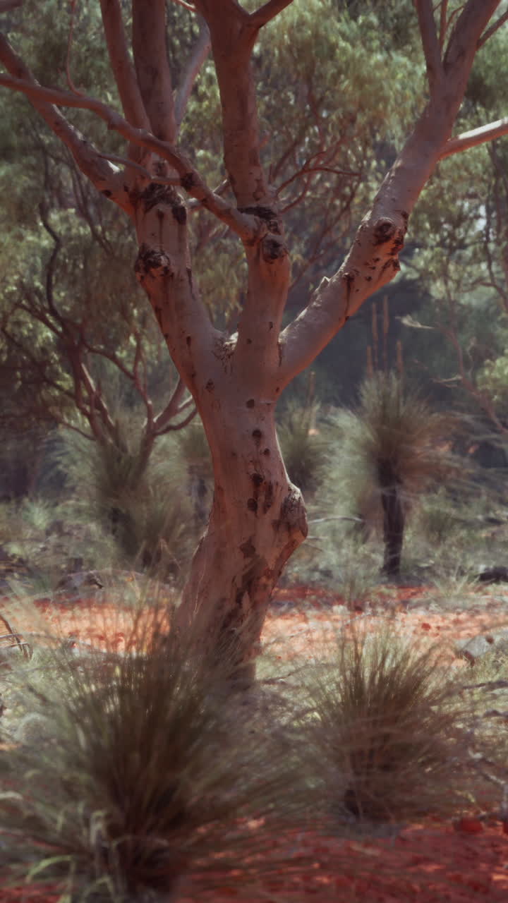 오스트레일리아 아웃백 나무