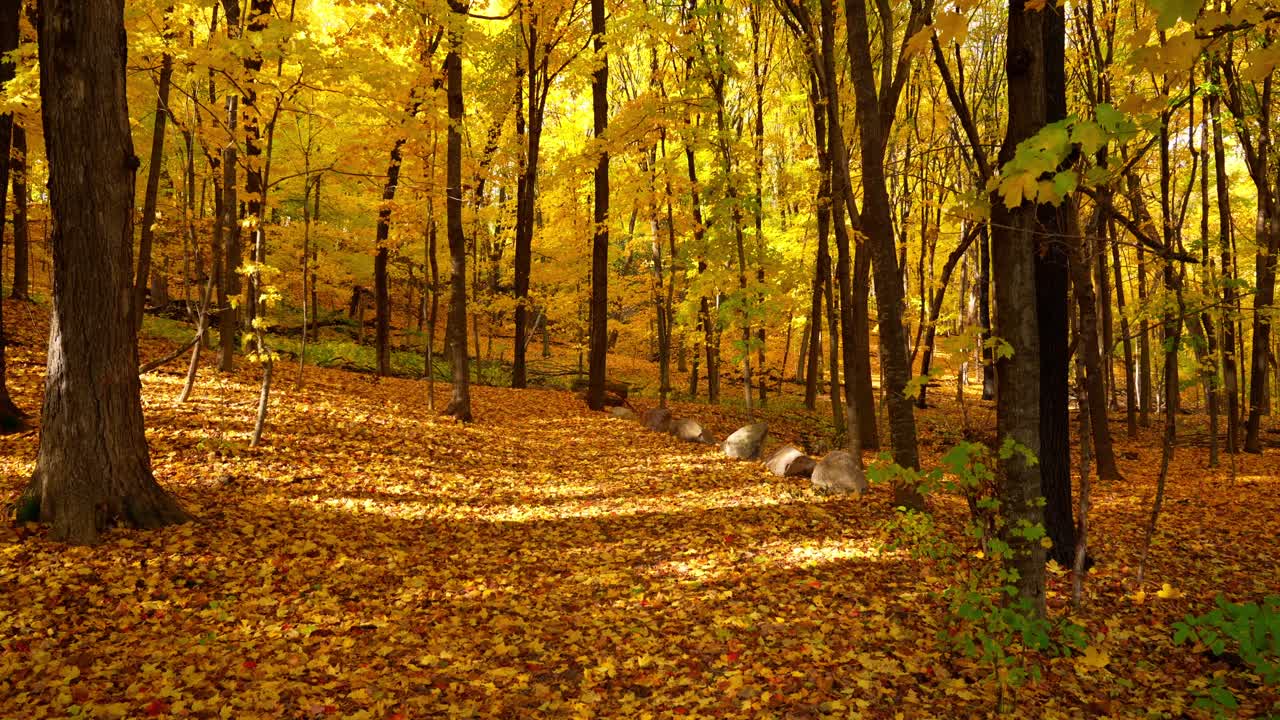 Golden light illuminates a leaf-covered forest during peak autumn