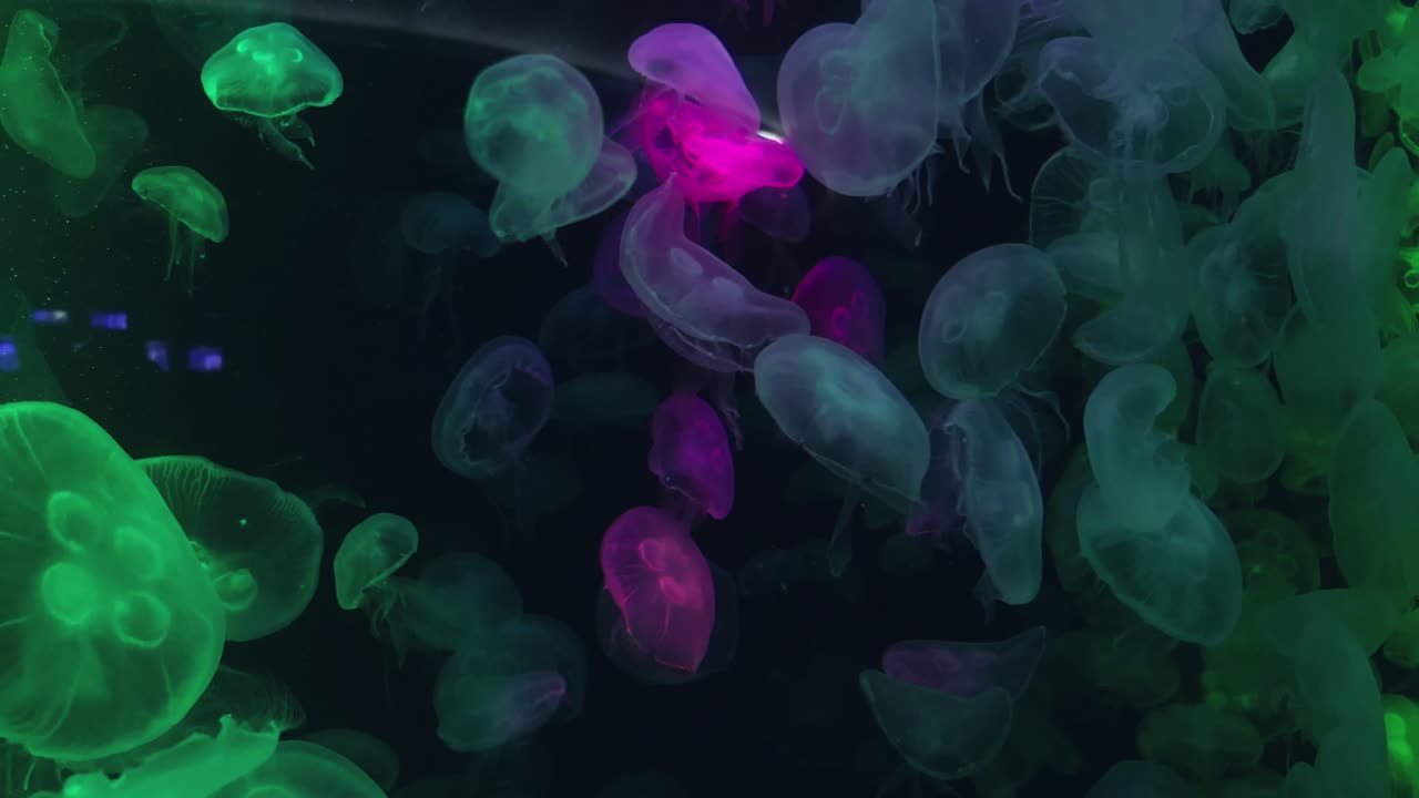 Experience the mesmerizing movement of luminous jellyfish in an enchanting underwater setting.