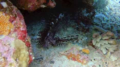 Poisonous-broad-barred-firefish-swimming-in-an-underwater-cave-waiting-for-prey