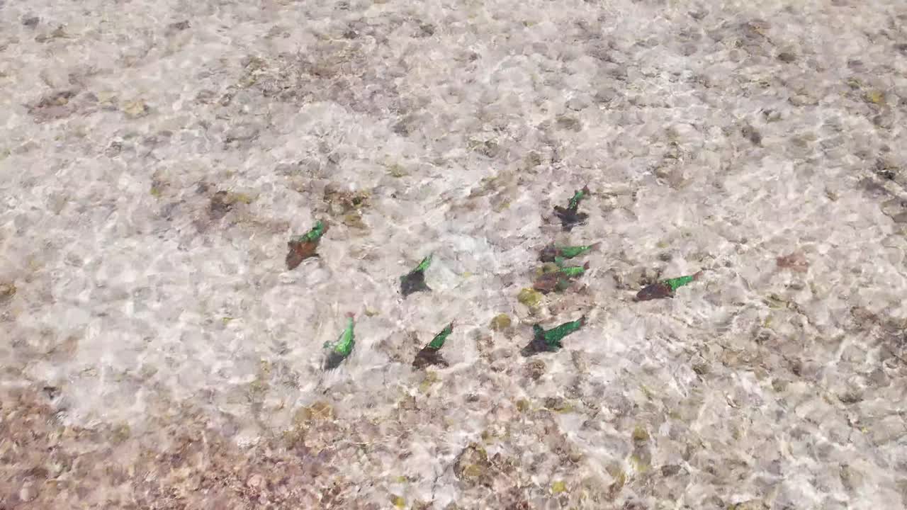 Pesci pappagallo nuotano guadando nell'acqua sgranocchiando corallo sul fondale sabbioso, vista aerea