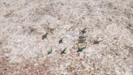 parrotfish swim wading in water munching on coral on sandy bottom, aerial