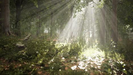 Light-shining-down-in-nature