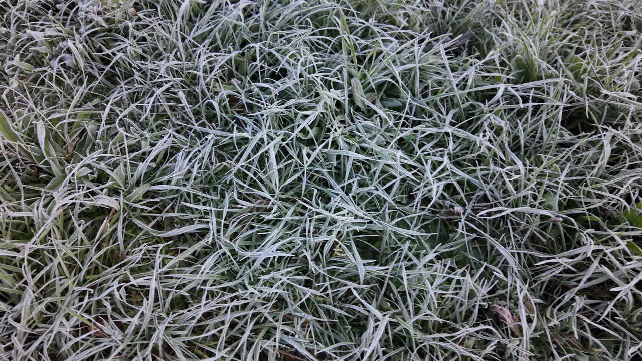 Frost covered grass in early morning
