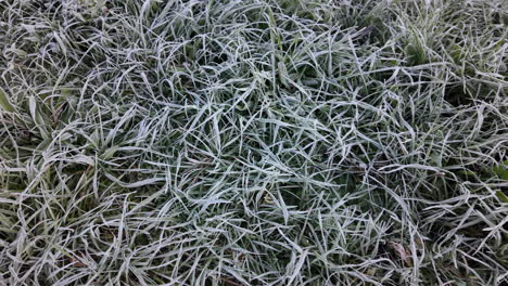 frost covered grass in early morning