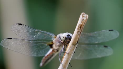 dragon fly sitting on a twig, flying away and returning to the same twig