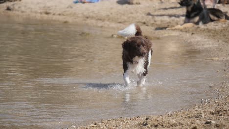 Corgi-Welpe,-Der-An-Einem-Sonnigen-Tag-Am-Strand-Glücklich-Spazieren-Geht-Und-Entlang-Der-Küste-Plantscht