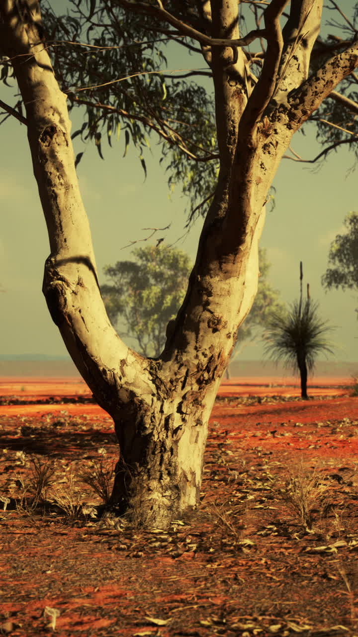 오스트레일리아 아웃백 나무