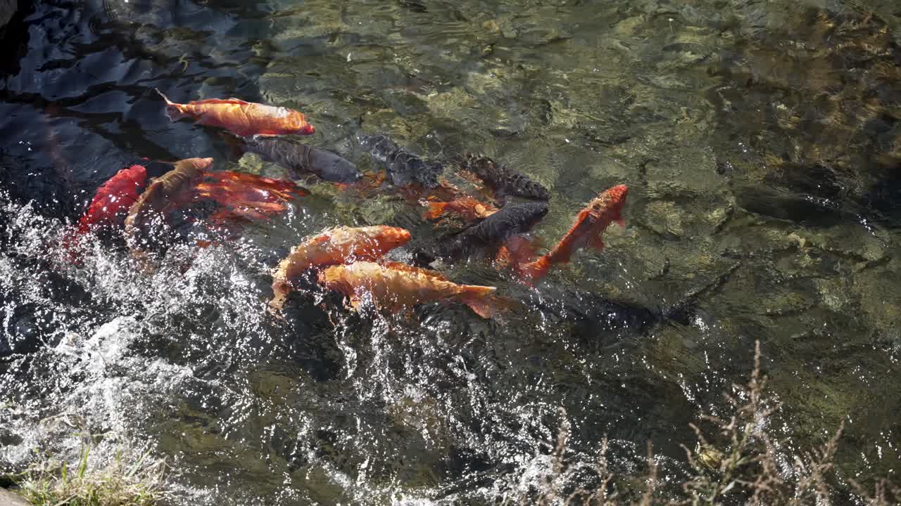 A serene scene of colorful koi fish swimming gracefully in a clear freshwater stream.
