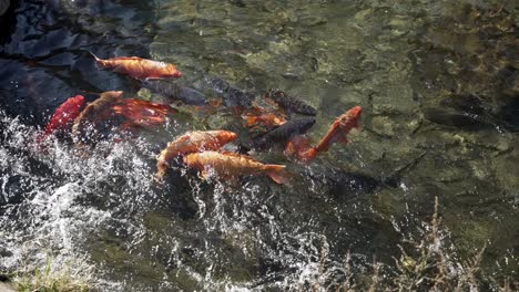 a serene scene of colorful koi fish swimming gracefully in a clear freshwater stream.
