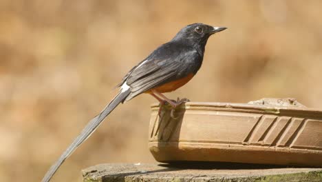 shama de rabadilla blanca, un hermoso pájaro cantor que bebe agua de una olla de barro durante el verano en los ghats occidentales de la india