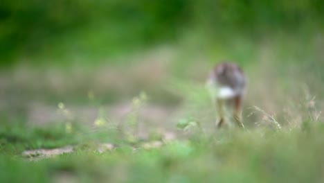 Mountain-cottontail-jumping-in-slow-motion