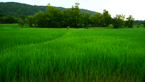 rice-fiels-windy-rainy-wather