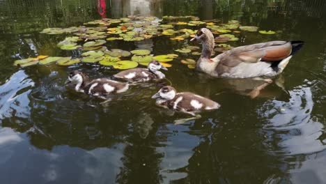 adult egyptian goose and goslings in a pond