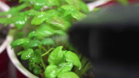 Young-beefsteak-herb-plants-being-sprayed-with-misting-bottle-of-water