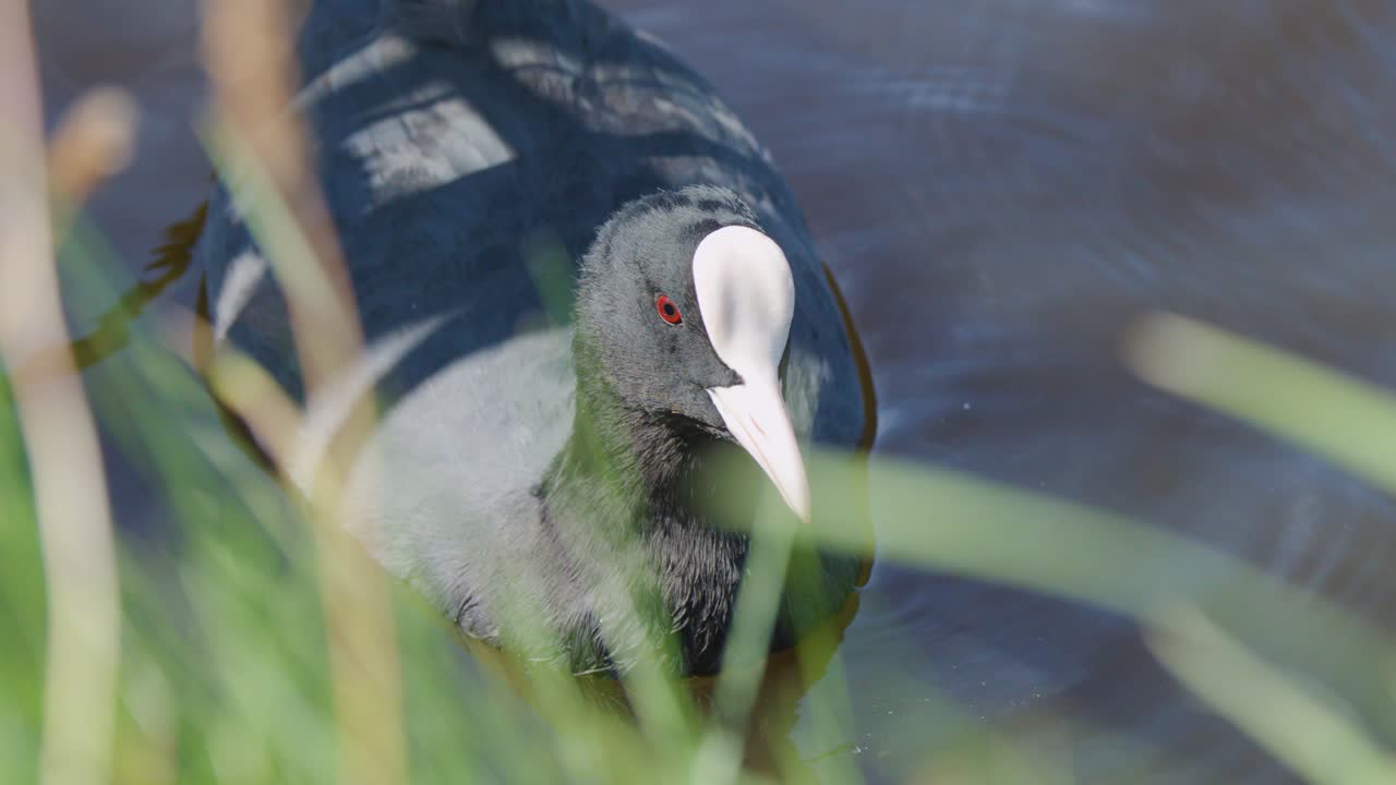 Eurasian coot glides on water, partially obscured by grasses, under bright natural daylight