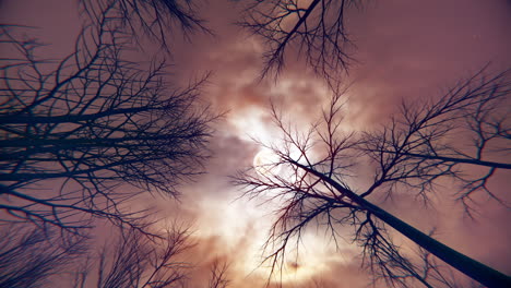 halloween trees and a moonlit sky