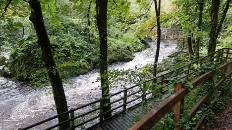 slow motion flowing flooding woodland river cascading through lush forest foliage