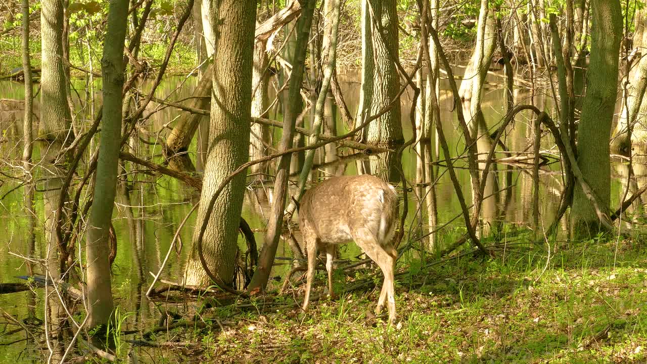 Lone roe deer grazing on the banks of a swamp. Static view
