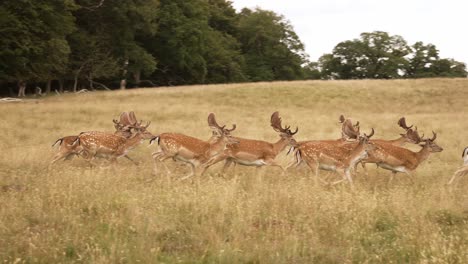 running deer in norway during slow-motion shot in a grassy field