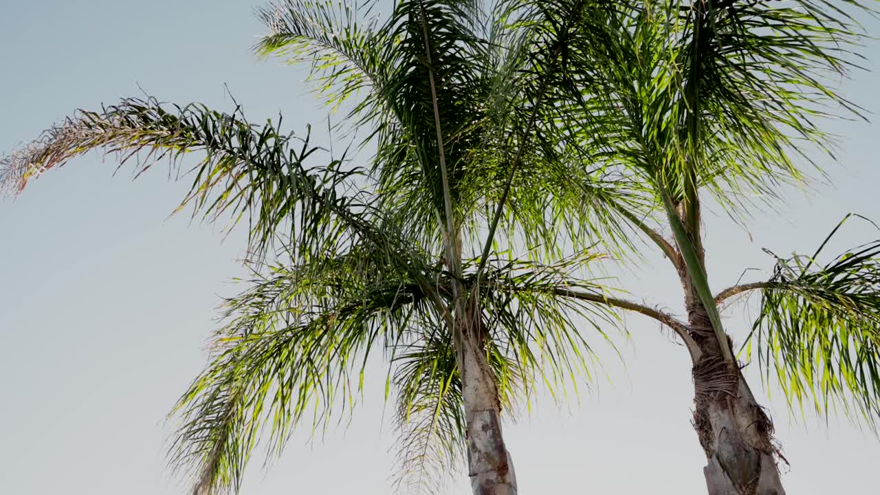 은 날 밝고 은 하늘을 배경으로 흔들리는 종려나무