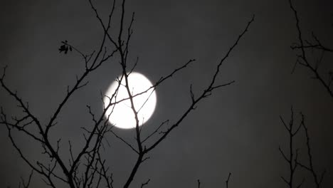 Mond-Hinter-Den-Ästen-Eines-Baumes-Mit-Vorbeiziehenden-Wolken