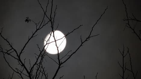 moon behind the branches of a tree with clouds passing