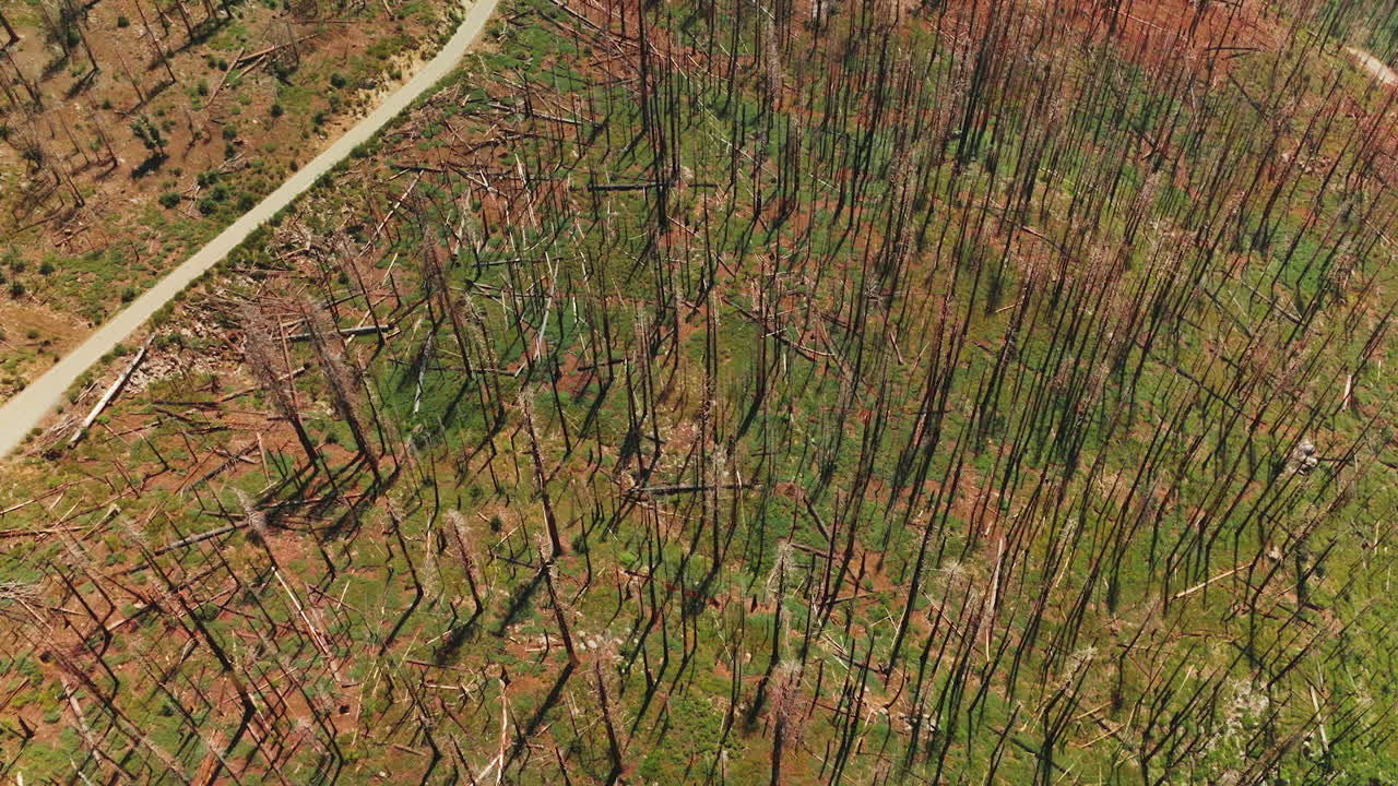 Dry dead trunks from pine trees with lots of branches on the ground. Roads going through the rocky landscape on sunny day. Top view.