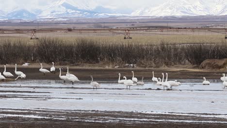 Trompeterschwäne-Halten-Während-Der-Frühjahrswanderung-Inne,-Um-Sich-Auszuruhen-Und-Wasser-Zu-Fressen,-Das-Durch-Die-Schneeschmelze-In-Der-Graslandregion-Im-Südwesten-Von-Alberta-Entstanden-Ist