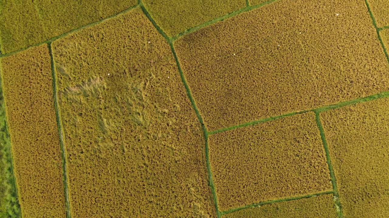 la belleza de la naturaleza ha florecido en la cosecha dorada de bengala.
