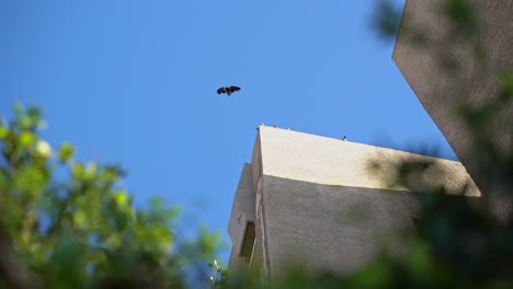 Eine-Krähe-Springt-Vom-Dach,-Breitet-Flügel-Aus-Und-Beginnt-Zu-Fliegen