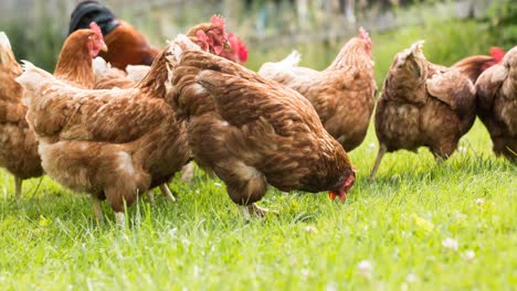 animation of free range brown hens walking on grass and eating