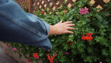 mujer tocando flores rosas en un jardín