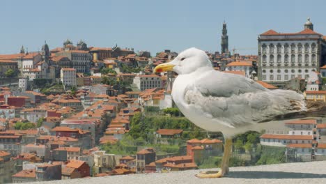 gaviota con vistas al casco antiguo de porto, portugal 4k ciudad mediterránea de verano cinematográfico