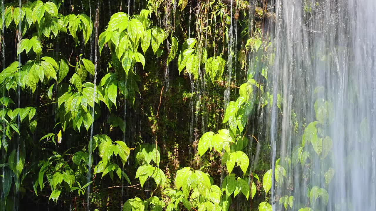 Clear waterfall streams cascade over vibrant green leaves and mossy rocks in bright daylight