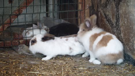 multiple rabbits in a hutch
