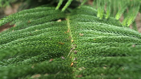 close up pull back shot of a branch of columnar pine branch, iconic and endemic of new caledonia