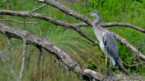 wild grey heron resting on wooden tree branch in wildlife during daytime - close up shot