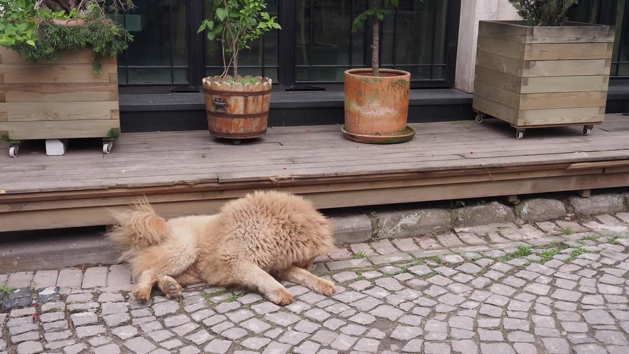 건물 앞의 자갈로 된 거리에서 잠을 자는 갈색 개