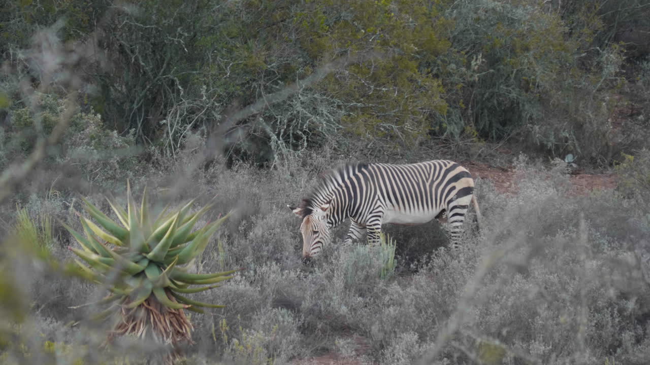 cebra comiendo en los arbustos vida silvestre sudáfrica