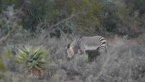 zebra eating in the bushes wild life south africa