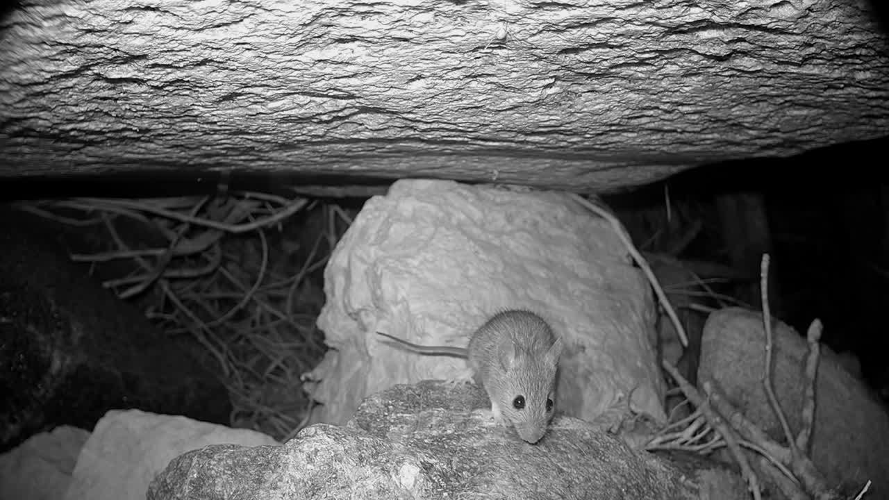 Yellow-necked mouse (Apodemus flavicollis) sniffs the surface of the stone and then moves on.